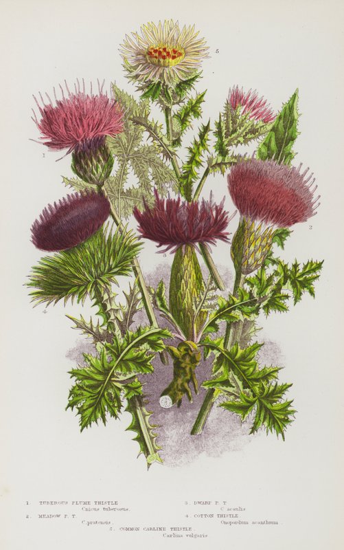 Rośliny kwitnące Wielkiej Brytanii: Tuberous Plume Thistle, Meadow Plume Thistle, Dwarf Plume Thistle, Cotton Thistle, Common Carline Thistle (kolorowa litografia) autorstwa English School