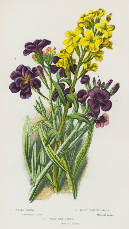 Kwitnące rośliny Wielkiej Brytanii: Wallflower, Hoary Shrubby Stock, Great Sea Stock (kolorowa litografia) autorstwa English School