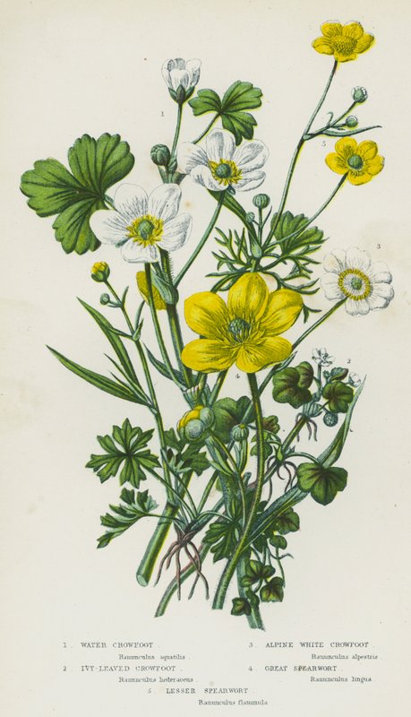 Flowering Plants of Great Britain: Water Crowfoot, Ivy-Leaved Crowfoot, Alpine White Crowfoot, Great Spearwort, Lesser Spearwort (kolorowa litografia) autorstwa English School