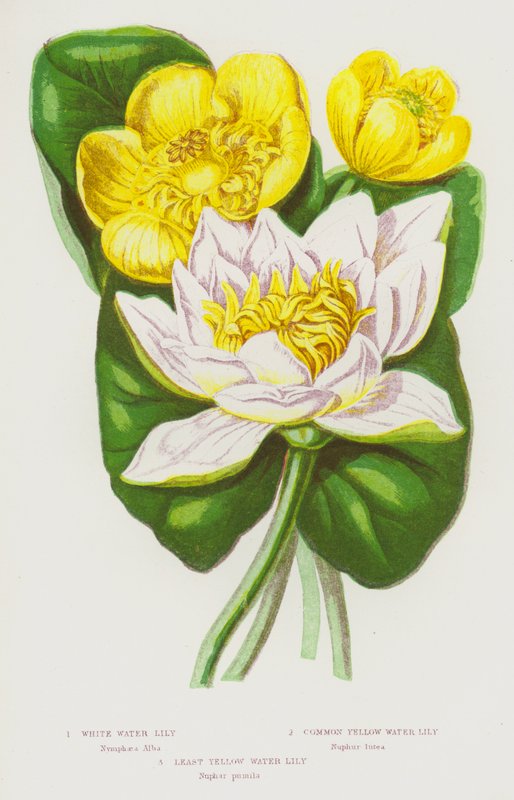 Rośliny kwitnące Wielkiej Brytanii: White Water Lily, Common Yellow Water Lily, Least Yellow Water Lily (color litho) autorstwa English School