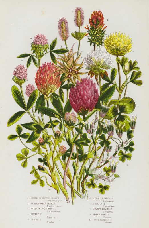 Rośliny kwitnące Wielkiej Brytanii: White or Dutch Clover, Subterranean Trefoil, Sulphur Coloured Trefoil, Purple Coloured Trefoil, Zigzag Trefoil, Teasel-Headed Trefoil, Crimson Trefoil, Starry Headed Trefoil, Hare