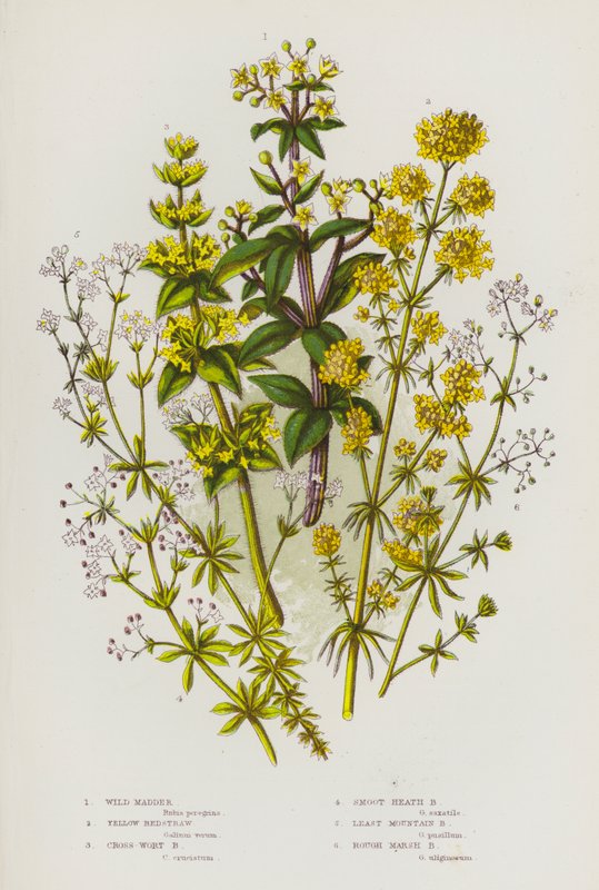 Kwitnące rośliny Wielkiej Brytanii: Wild Madder, Yellow Bedstraw, Cross-Wort Bedstraw, Smoot Heath Bedstraw, Least Mountain Bedstraw, Rough Marsh Bedstraw (kolorowa litografia) autorstwa English School