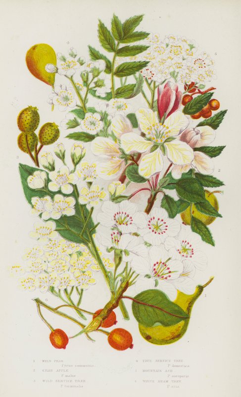 Kwitnące rośliny Wielkiej Brytanii: Wild Pear, Crab Apple, Wild Service Tree, True Service Tree, Mountain Ash, White Beam Tree (kolorowa litografia) autorstwa English School