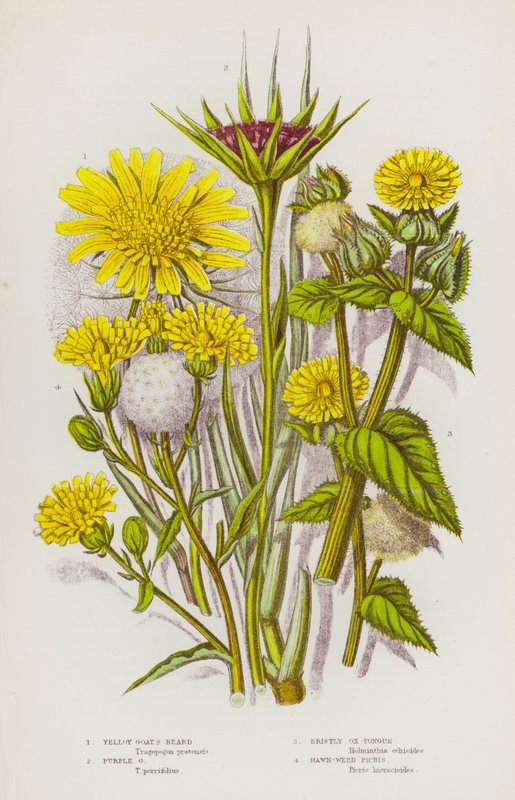 Flowering Plants of Great Britain: Yellow Goat