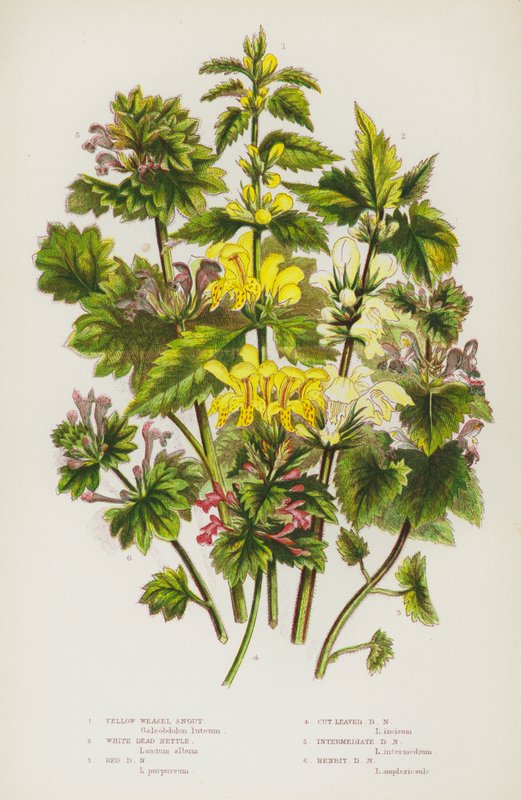 Flowering Plants of Great Britain: Yellow Weasel Snout, White Dead Nettle, Red Dead Nettle, Cut Leaved Dead Nettle, Intermediate Dead Nettle, Henbit Dead Nettle (kolorowa litografia) autorstwa English School