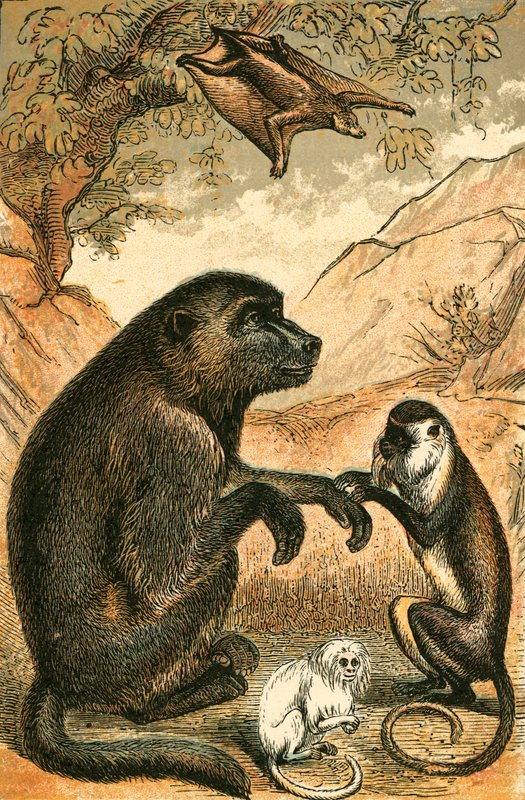 Latający lemur, pawian, diana małpa i marmozeta autorstwa English School