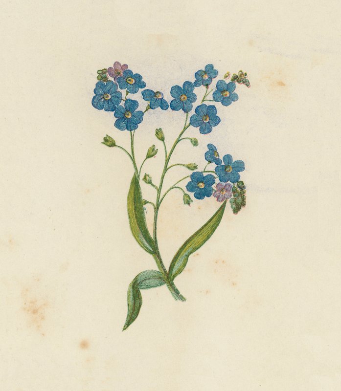 Niezapominajka, Myosotis Palustris (litografia kolorowa) autorstwa English School
