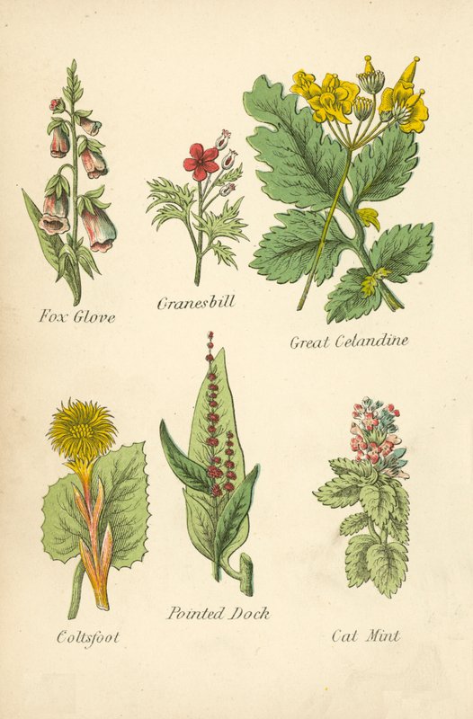 Fox Glove, Granesbill, Great Cetandine, Coltsfoot, Pointed Dock, Cat Mint (kolorowa litografia) autorstwa English School