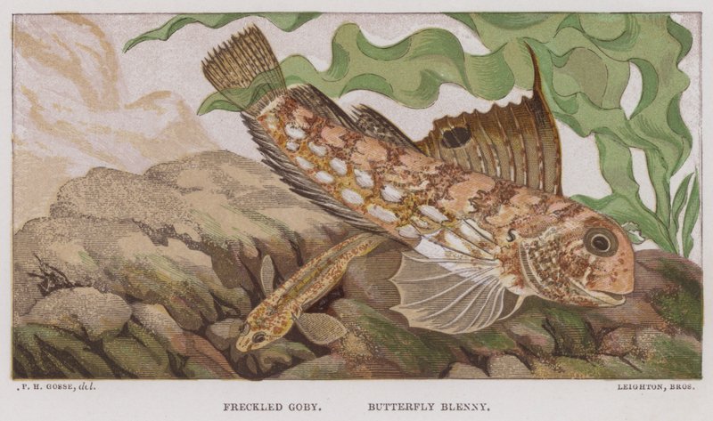 Babka piegowata, Butterfly Blenny (kolorowa litografia) autorstwa English School