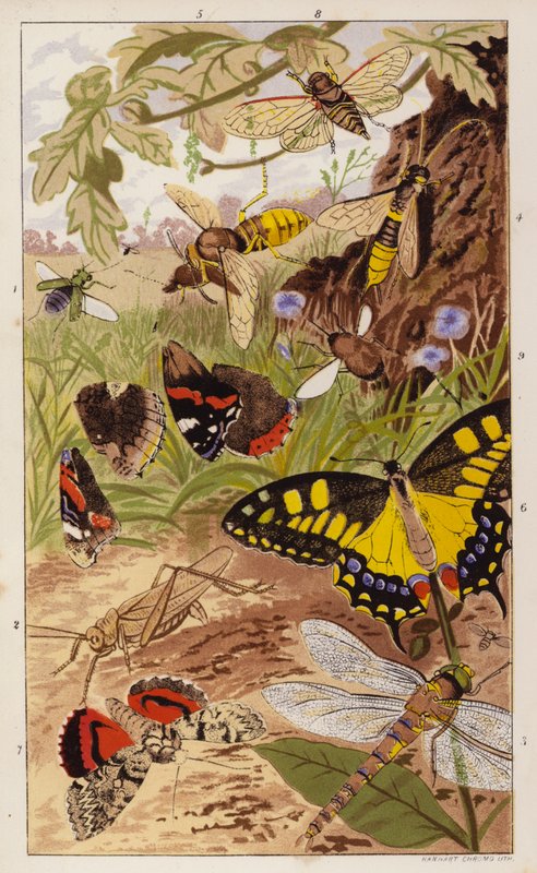 Frontispis do Insects at Home autorstwa J.G. Wooda (kolorowa litografia) autorstwa English School