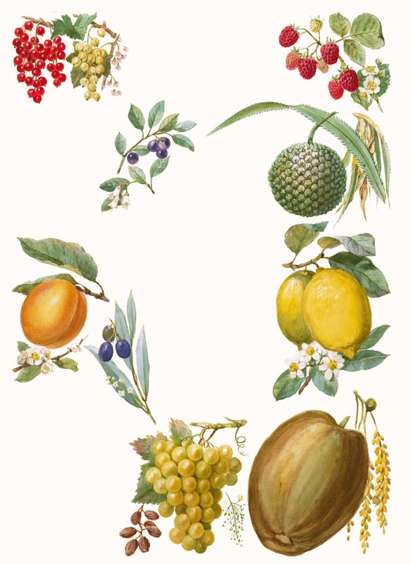 Fruitspoli autorstwa English School