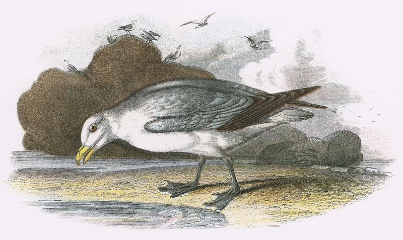 Petrel autorstwa English School