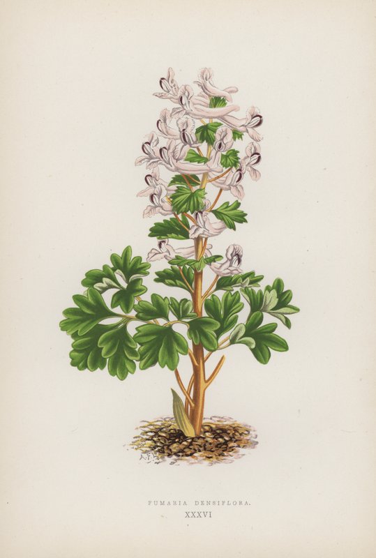 Fumaria Densiflora (kolor lito) autorstwa English School