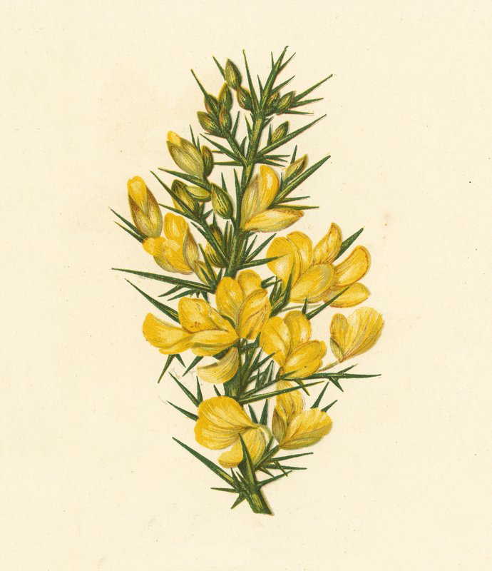 Furze, Ulex Europaeus (litografia kolorowa) autorstwa English School