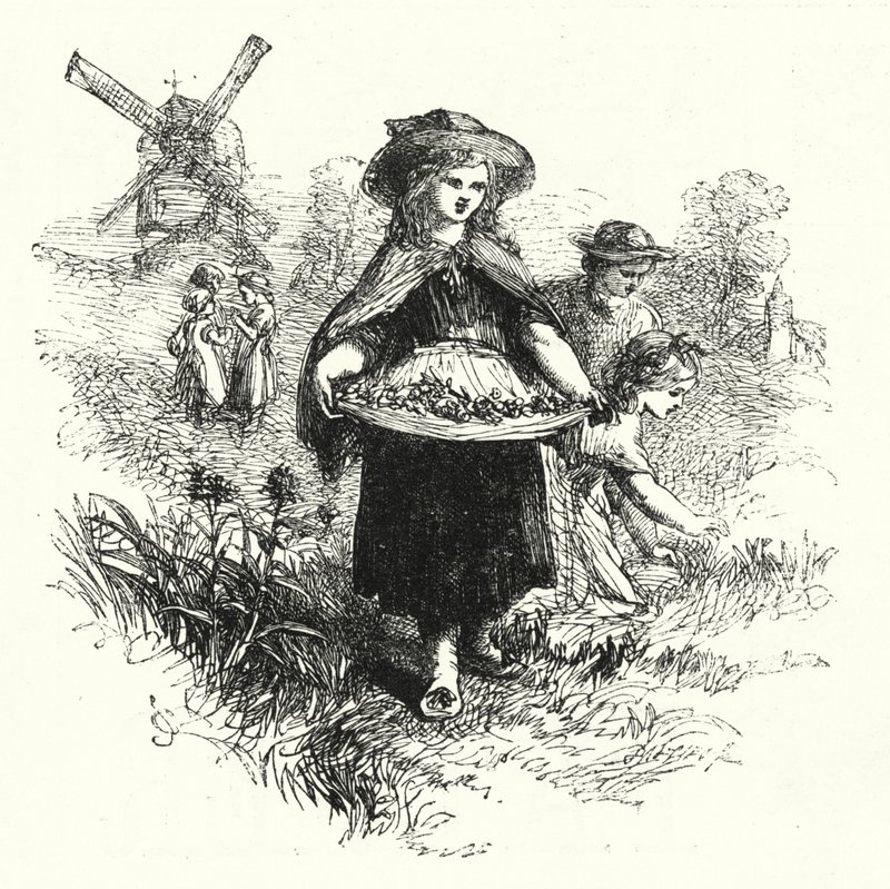 Zbieranie krowich poślizgów (grawerowanie) autorstwa English School