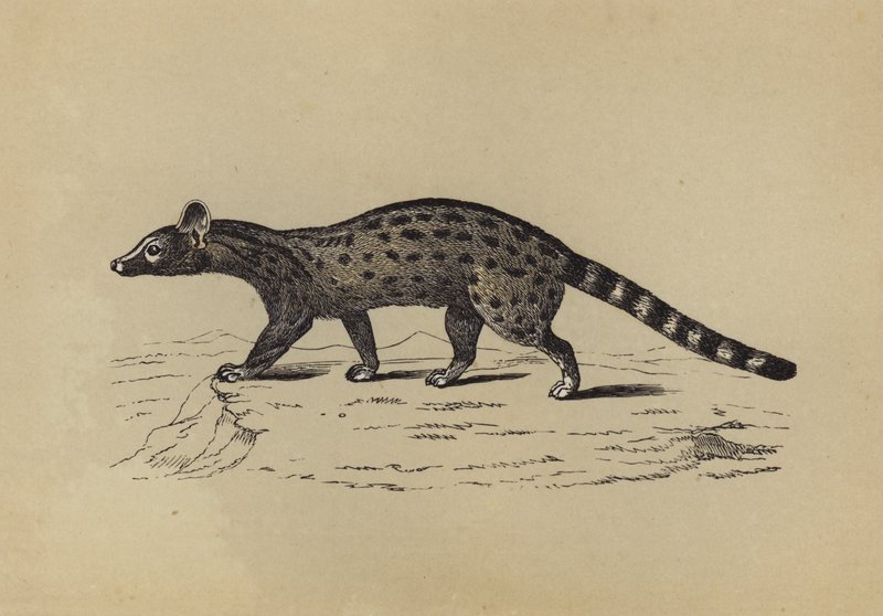Genet (kolorowa litografia) autorstwa English School