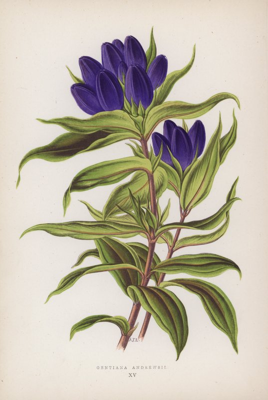 Gentiana Andrewsii (kolorowa litografia) autorstwa English School