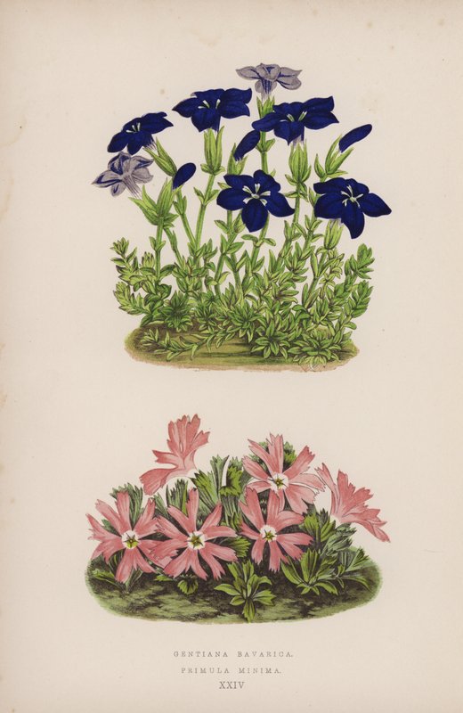 Gentiana Bavarica; Primula Minima (kolor lito) autorstwa English School