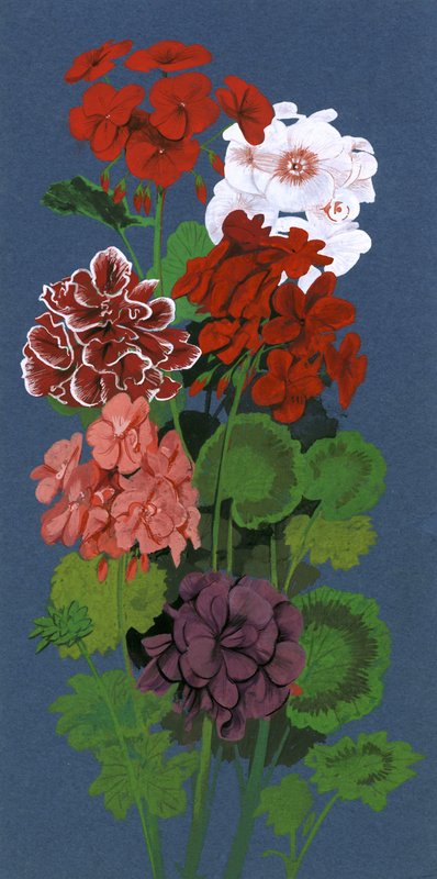 Pelargonie autorstwa English School