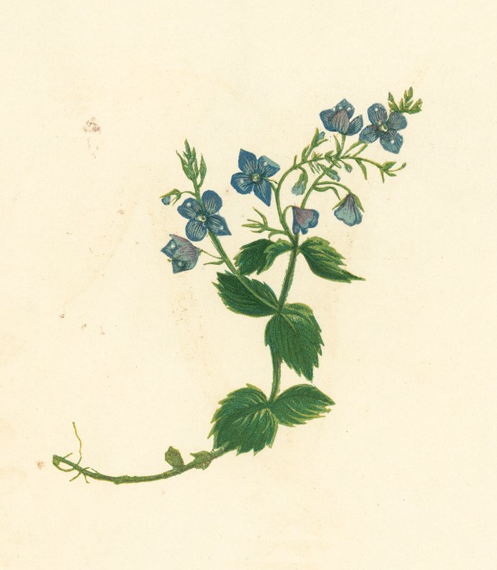 Germander Speedwell, Veronica Chamaedrys (kolorowa litografia) autorstwa English School
