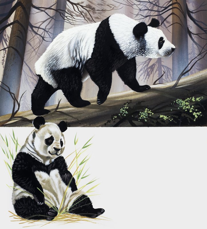 Panda wielka autorstwa English School