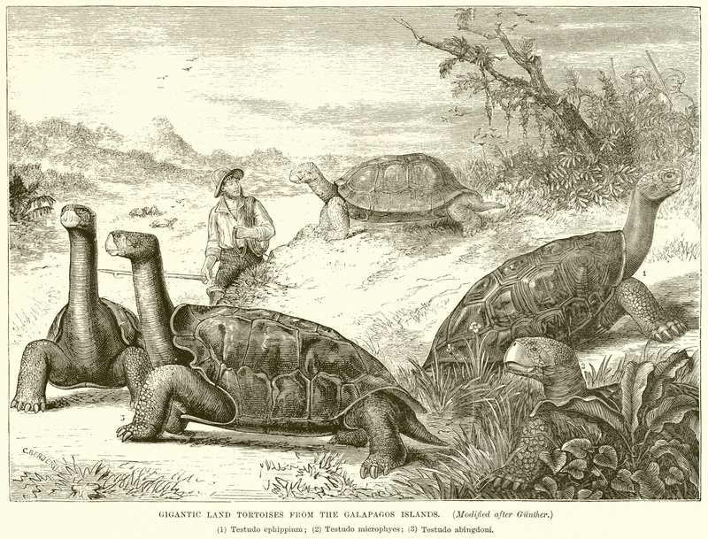 Gigantyczne lądowe żółwie lądowe z Wysp Galapagos autorstwa English School