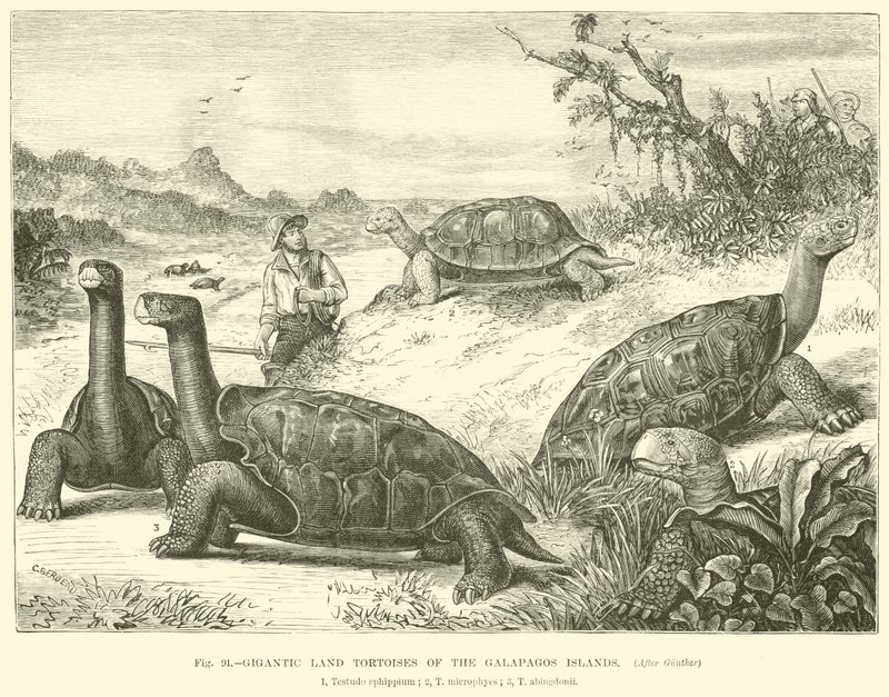 Gigantyczne lądowe żółwie z Wysp Galapagos autorstwa English School