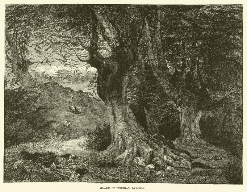 Polana w Burnham Beeches (grawerunek) autorstwa English School