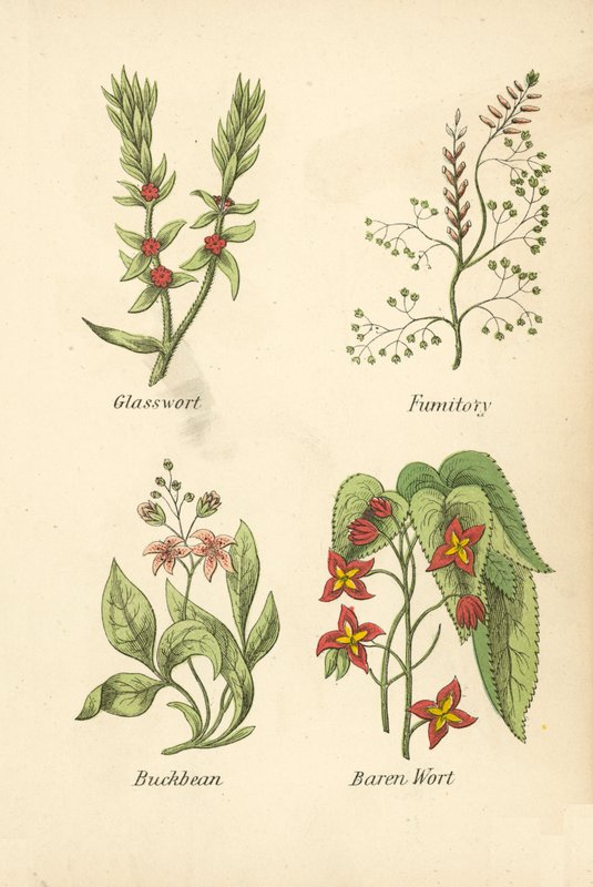Glasswort, Fumitory, Buckbean, Baren Wort (kolorowa litografia) autorstwa English School