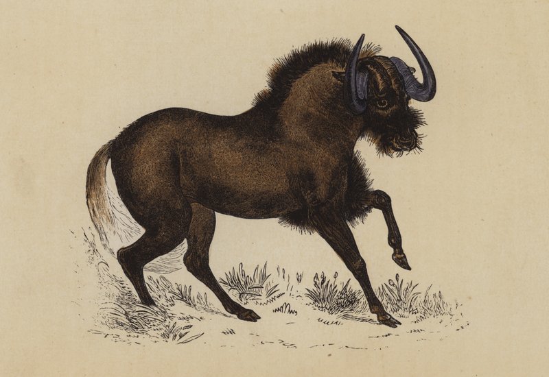 Gnu (kolorowa litografia) autorstwa English School