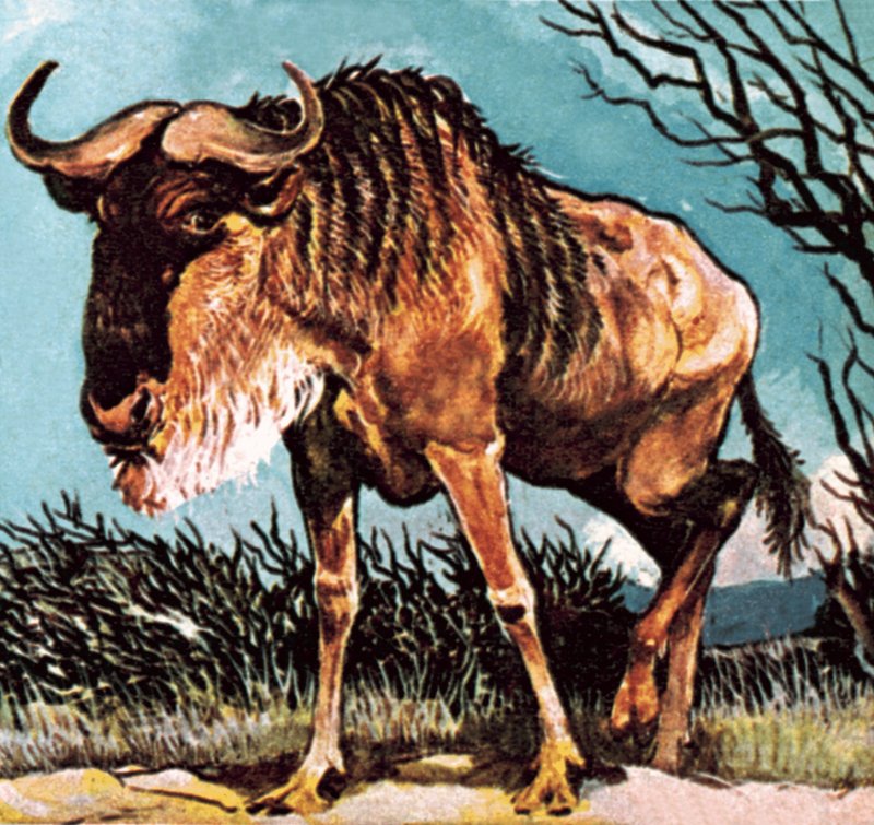 Gnu lub gnu autorstwa English School