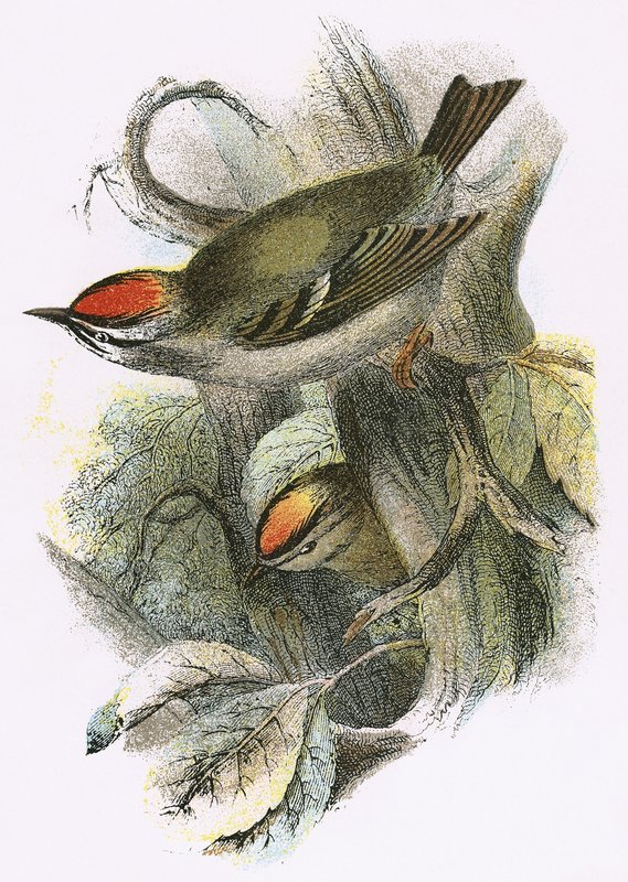 Goldcrest (na dole) i Firecrest (na górze) autorstwa English School