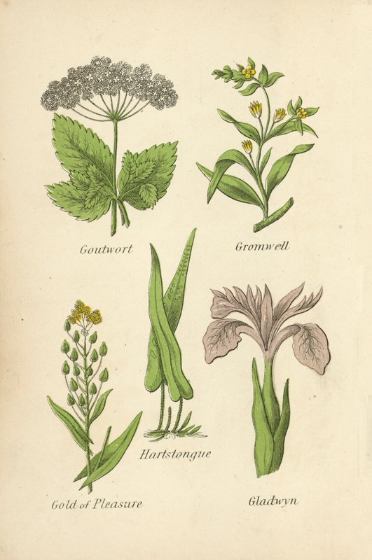 Goutwort, Gromwell, Hartstongue, Gold of Pleasure, Gladwyn autorstwa English School