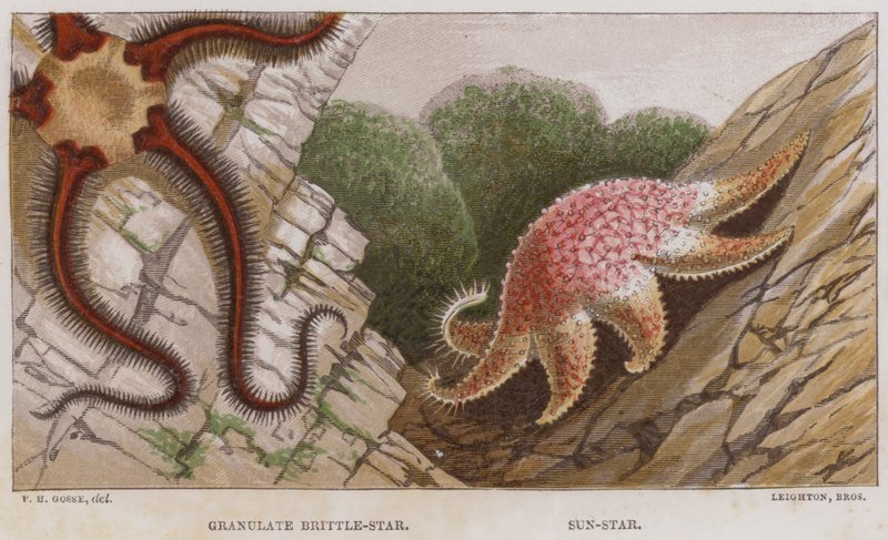 Granulat Brittle-Star, Sun-Star (kolor lito) autorstwa English School