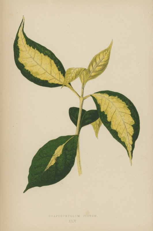 Graptophyllum Pictum autorstwa English School