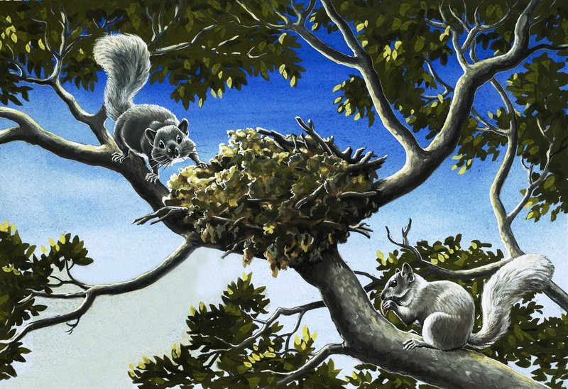 خړ squirrelspoli autorstwa English School