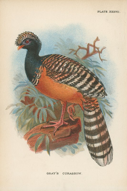 Curassow Graya autorstwa English School