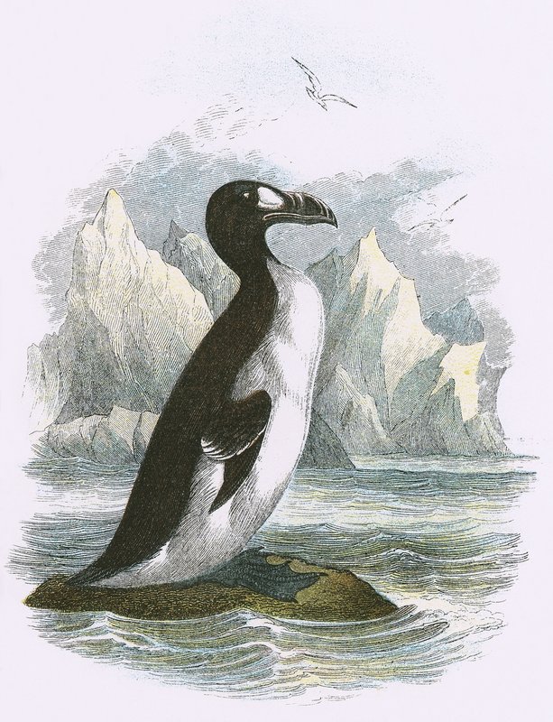Wielki Auk autorstwa English School