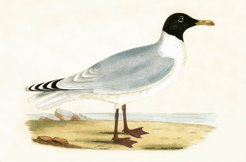 Mewa czarniak, ilustracja z „Historii ptaków Europy nieobserwowanych na wyspach brytyjskich” Charlesa Roberta Bree (1811-86), opublikowana w 1867 r. autorstwa English School