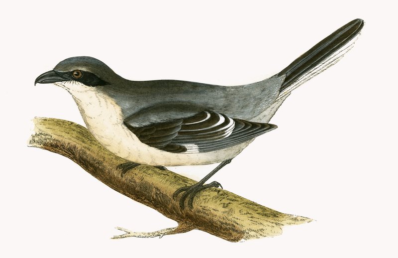 Wielka szara dzierzba, ilustracja z „Historii ptaków Europy nieobserwowanej na wyspach brytyjskich” Charlesa Roberta Bree (1811-86), opublikowana w 1867 r. autorstwa English School