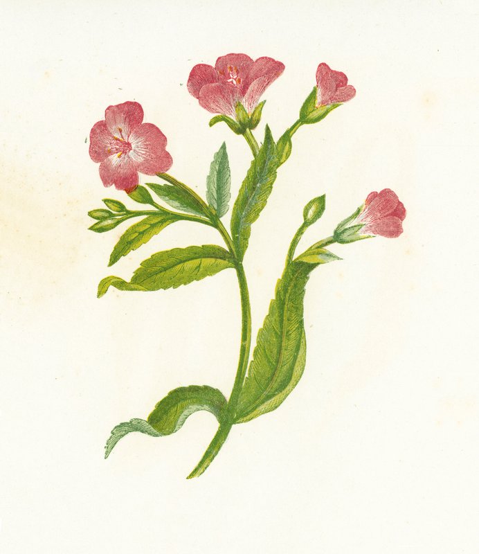 Wierzba włochata, Epilobium Hirsutum autorstwa English School