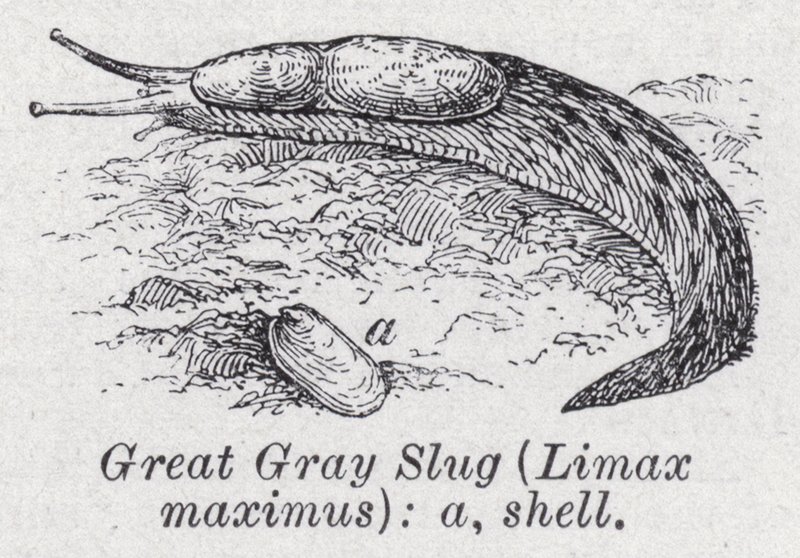 Wielki szary ślimak, Limax maximus (lito) autorstwa English School