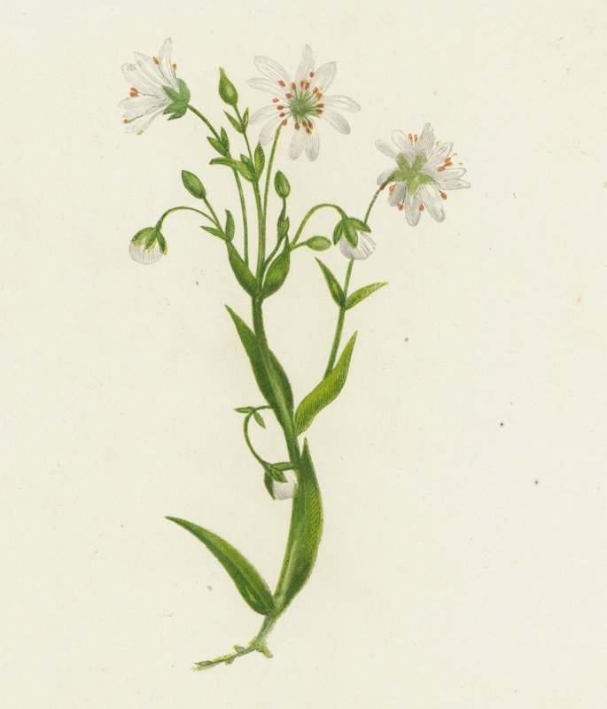 Stellaria holostea (kolorowa litografia) autorstwa English School