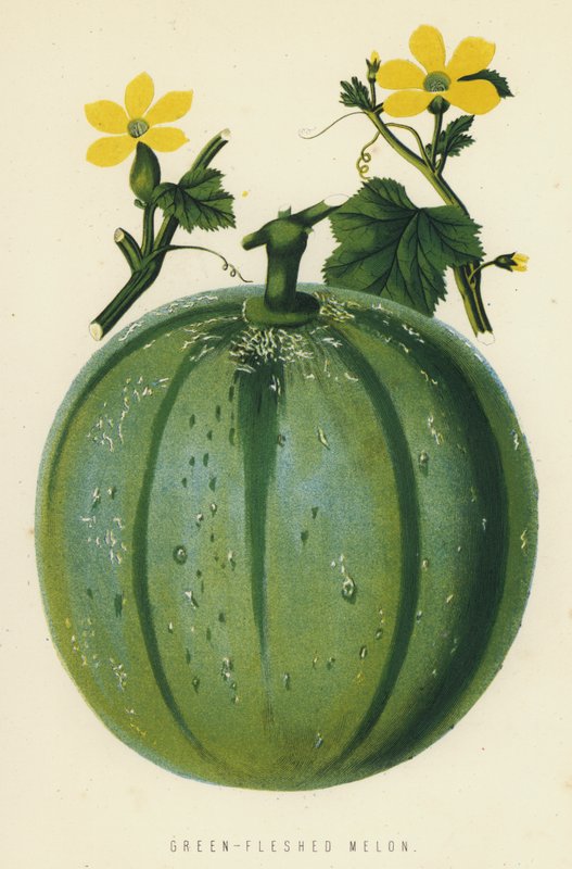Melon o zielonym miąższu autorstwa English School