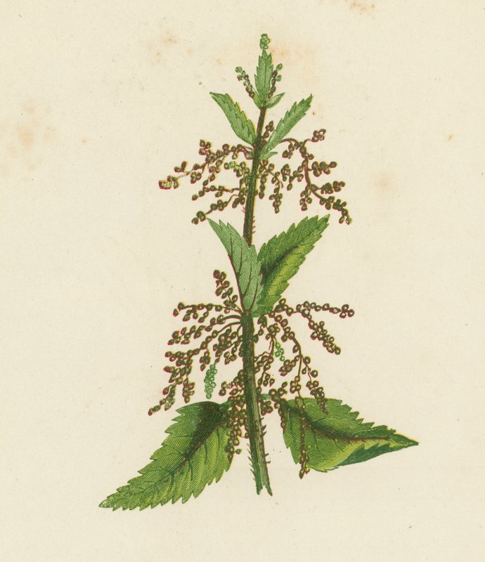 Pokrzywa zielona, Urtica Dioica (litografia kolorowa) autorstwa English School