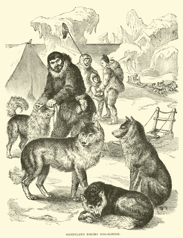Grenlandia Eskimo psie zaprzęgi autorstwa English School