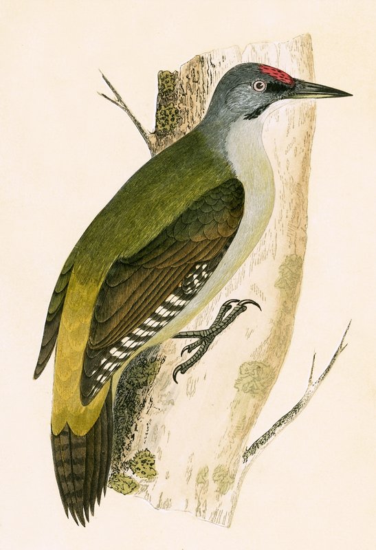 Dzięcioł szary, ilustracja z „Historii ptaków Europy nieobserwowanej na wyspach brytyjskich” Charlesa Roberta Bree (1811-86), opublikowana w 1867 r. autorstwa English School