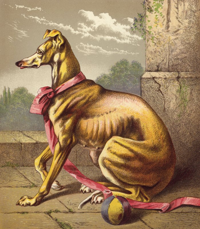 Greyhound (kolorowa litografia) autorstwa English School