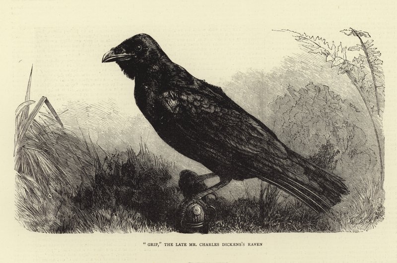 Grip, późny Charles Dickens Raven autorstwa English School