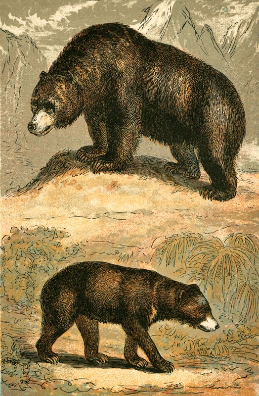 Niedźwiedź grizzly i niedźwiedź malajski autorstwa English School